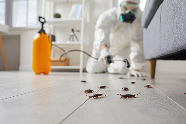 Post-Treatment Bed Bug Interceptor Monitoring in Lynn